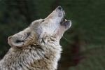 Canada Wolf Pack