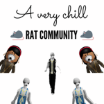 A very chill rat community
