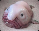 Blobfish Lovers