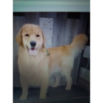 Ava the dog master can group