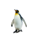 Bob the penguin Fan Group