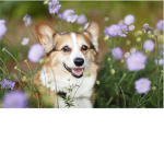 Happy Corgi