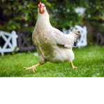 De Chicken Clan
