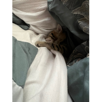 My cat:)!