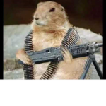Chipmunk army united