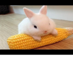 bun bun playtime
