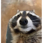 < sus >