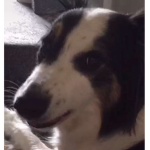 Phoebe weebe
