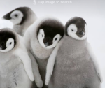atenean Penguin bros