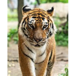 tiger army the best tiger