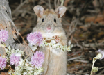 rodent's rat nest <3