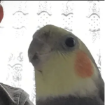 Coco the stinky