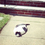 lazy day of da cat