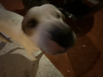 Vdusy