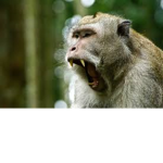 Monkeys room