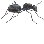 Ants united [AU]