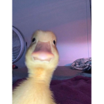 DUCK O GANGGGG
