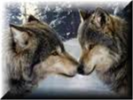 wolf clan group