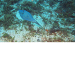 fish with me