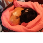 Crazy Guinea Pig Owners! ♥