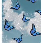 Biancasbutterflys