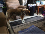 I miss my dog