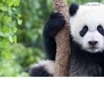 Panda army UwU