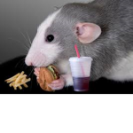 RaTs onlY *inserts rat emoji*