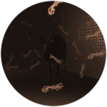 A Bacon