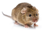 sewer rats squad