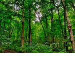 Big Forest of trees