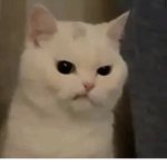 Beautiful Kitty