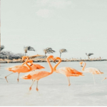Flamingoooooooo