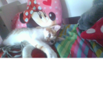 petit chaton simba