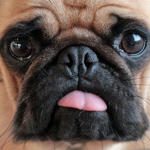 Puggies revolutionary army