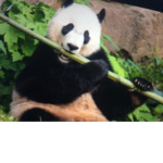Official panda gamers