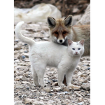 CatsAndFoxsRule
