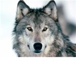 deadwolves