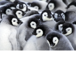Penguin Αrmy