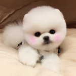 UnicornSweetyCandy