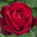 Ros ADOLO LE ROSE