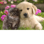 Kittens and puppys AW
