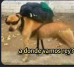 soy marcos