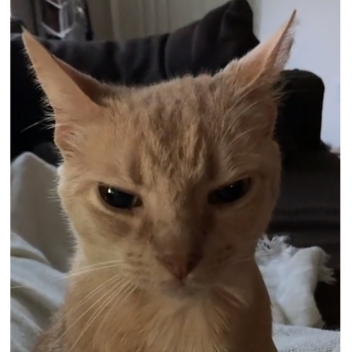 magic sorcery ball fight