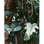~+ Jungle Vibez +~