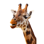 Giraffe Gang!