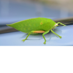 LeafyAlr