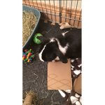 Megan_trainer123