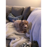 Cookie dough kona the dog.