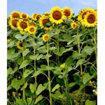 XXSunflower #####